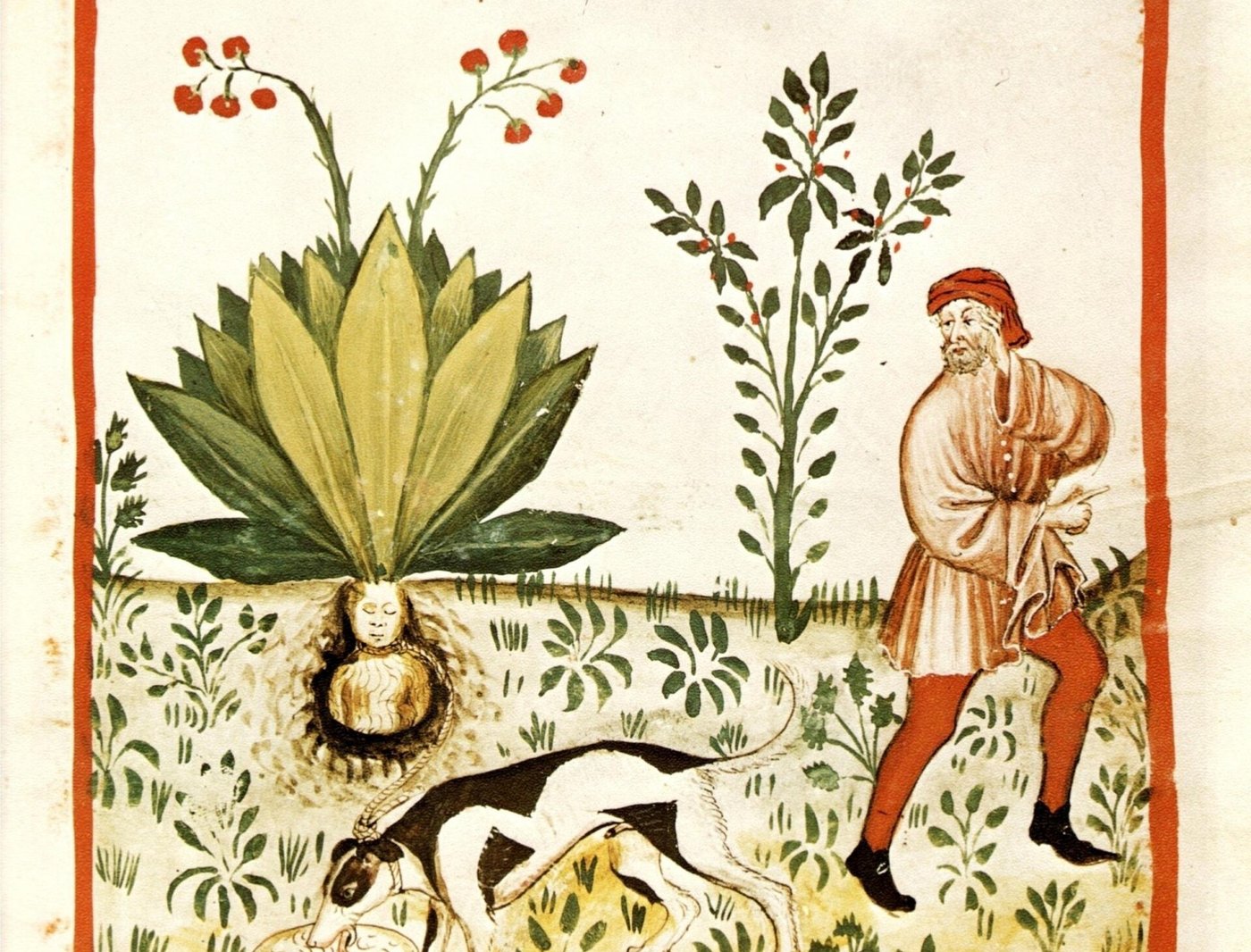 Hierbas y los cuatro humores: cuando las plantas tenían temperatura
